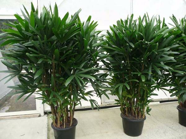 5 loại cây phong thủy nên trồng trong nhà