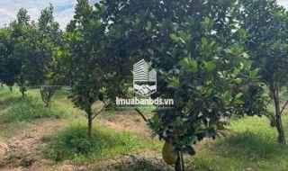 🌳 Bán vườn mít đang thu hoạch – đất đã có rào kiên cố bao quanh, an toàn và gọn gàng.