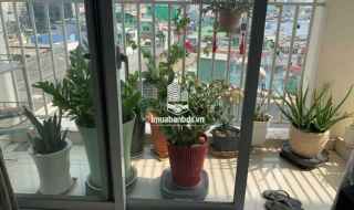 Bán căn hộ chung cư 3 phòng ngủ khuông việt quận Tân Phú gần công viên Đầm Sen 