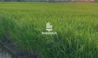 Bán đất nông nghiệp 5311m2 tại đường Bà Miêu, Tân Nhựt, Bình Chánh