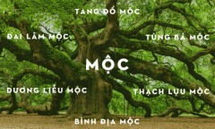 Phong thủy cho người mệnh Mộc và màu sắc phù hợp