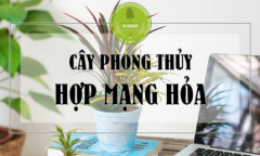 Mệnh Hỏa hợp cây gì - Những thông tin hữu ích cho cuộc sống của quý bạn mệnh Hỏa