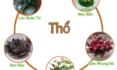 Mệnh Thổ hợp cây gì? Những vấn đề cần lưu ý cho người mệnh Thổ khi trồng cây