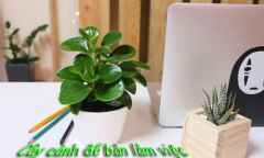Bí quyết lựa chọn cây cảnh để bàn làm việc phù hợp, đẹp tuyệt vời