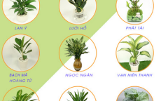 Người Mệnh Thủy hợp cây gì? Những vấn đề cần lưu ý cho người mệnh Thủy muốn trồng cây