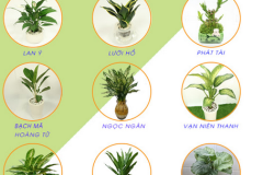 Người Mệnh Thủy hợp cây gì? Những vấn đề cần lưu ý cho người mệnh Thủy muốn trồng cây