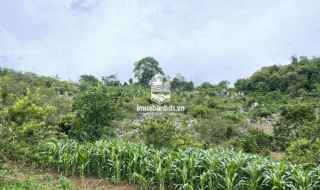 Cần bán mảnh đất có diện tích khoảng 6500m Mường Sang, Mộc Châu, Sơn La 